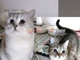 Bulut ve Tospik
