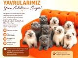 acil yavru kedi sahiplendirme ücretsiz