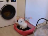 4 aylık dişi pomerian 