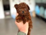 Show kalite tiny kore poodle yavrularımız ziyarete açık