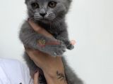 Yavru british shorthair