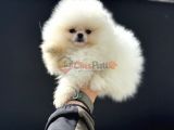 Yasal Ruhsatlı çiftlikde ziyarete açık teddy face pomeranian