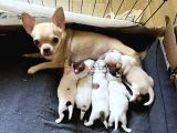 ORJİNAL Chihuahua Bebekler
