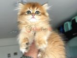 Show kalite golden longhair british yavrularımız