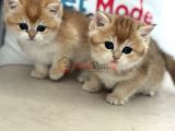 Çok özel ny12 Golden British Shorthair Yavrularımız