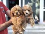 Petmode köpek çiftliğinden kore maltipoo yavrularımız