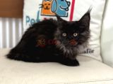 Çok özel Black smoke maine coon yavrularımız