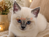 2.5 aylık scottish fold  yavrumuz yeni ailesine gitmeye hazır