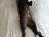 Kedi sahiplendirme