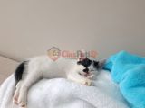 Yavru kedi