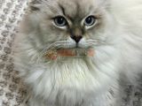 RAGDOLL KIRMASI YAKIŞIKLI OĞLUM