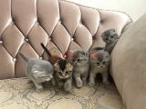 Scottish fold yavru kediler ve british shorthair kediler