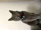 2 Yaş Erkek British Shorthair 