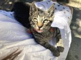 Yavru kedi sahiplendirme 