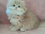 British longhair cy 12 erkek