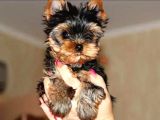Show Kalite Tea Cup Yorkshire Terrier Yavrularımız