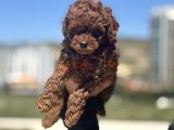 Petmode köpek çiftliğinden toy poodle yavrularımız