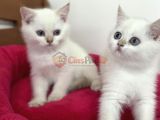 Show kalite golden point british shorthair yavrularımız
