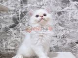 Orjinal Safkan British Longhair Dişi yavru 