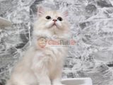 Orijinal Safkan British Longhair Erkek yavru 