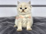 BRİTİSH LONGHAİR ( SHOW KALİTE )
