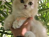 British Longhair Lilac Golden Erkek 