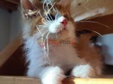 XXL cüsse show kalite safkan secereli Mainecoon 