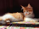 Geleceğin şampiyon adayı safkan secereli Mainecoon 